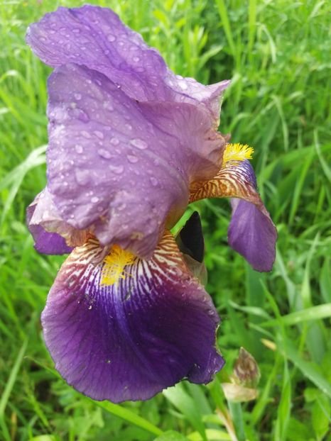  - Irisi infloriti in 2019