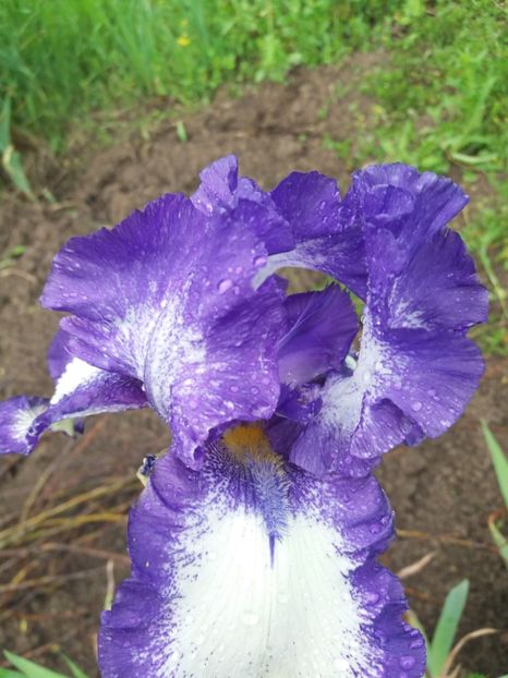  - Irisi infloriti in 2019