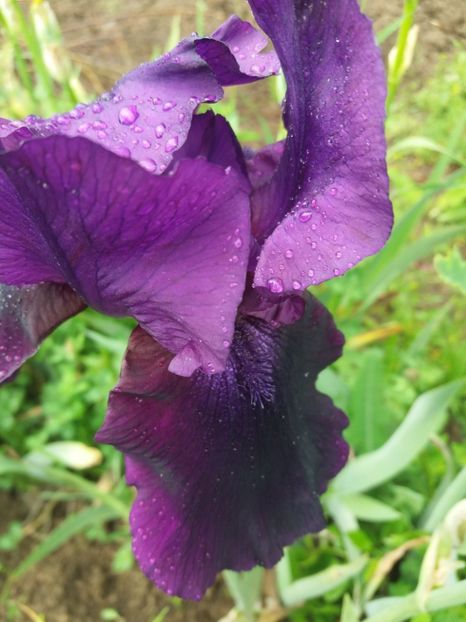  - Irisi infloriti in 2019