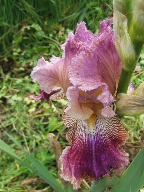  - Irisi infloriti in 2019