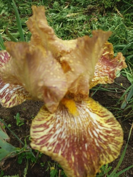  - Irisi infloriti in 2019