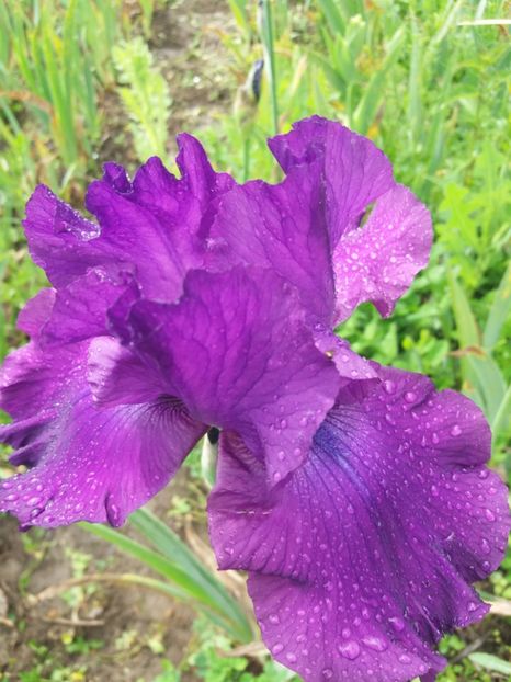  - Irisi infloriti in 2019