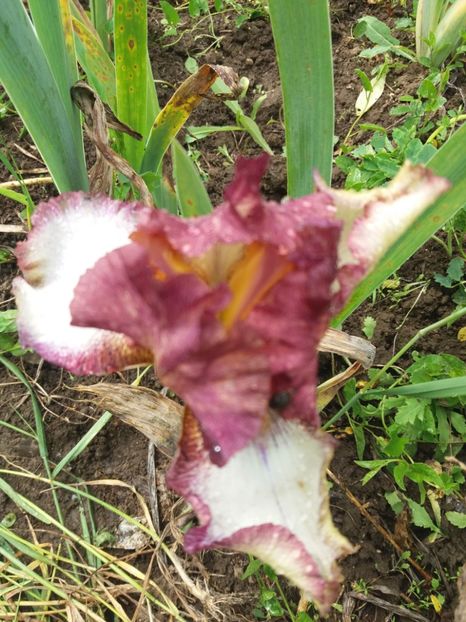  - Irisi infloriti in 2019