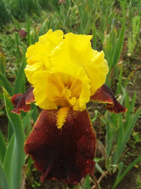  - Irisi infloriti in 2019