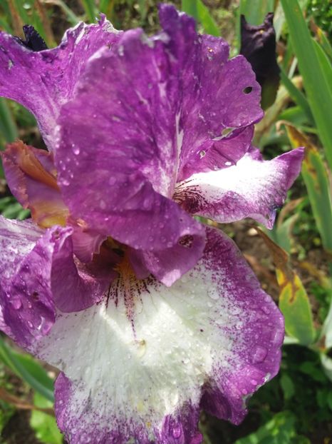  - Irisi infloriti in 2019