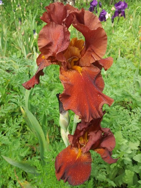  - Irisi infloriti in 2019