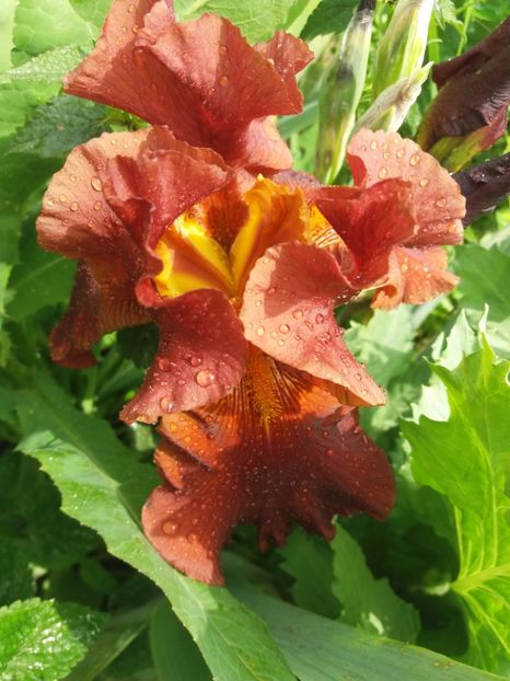  - Irisi infloriti in 2019