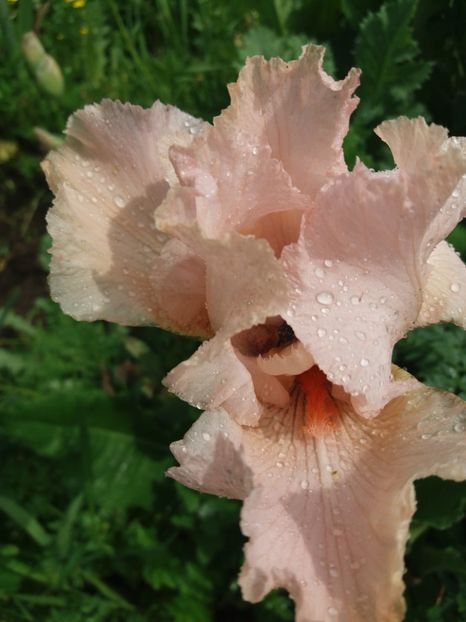  - Irisi infloriti in 2019