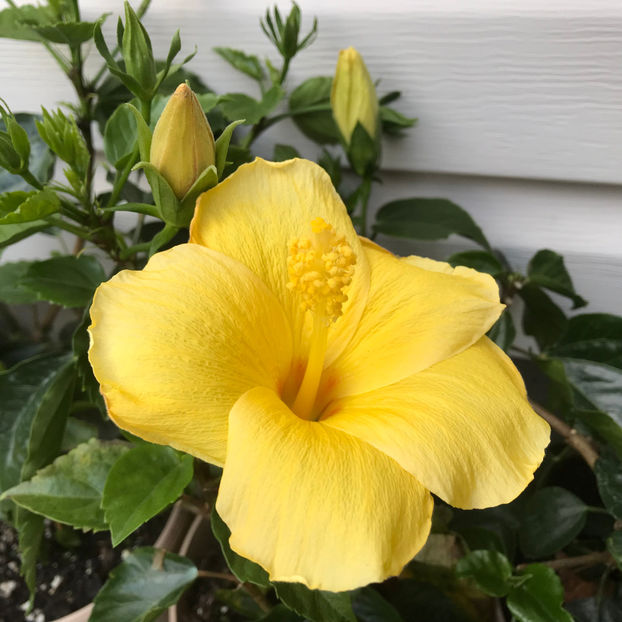 Fort Mayers Yellow - Hibiscus 2019