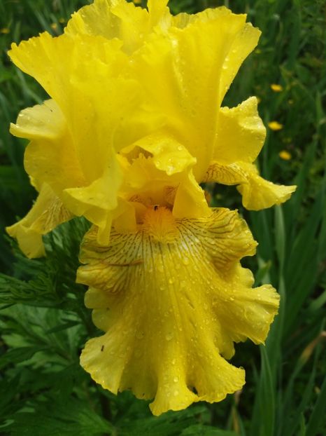  - Irisi infloriti in 2019