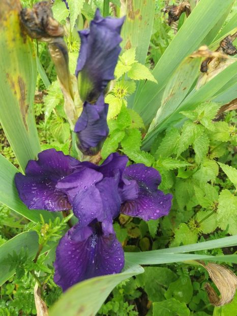  - Irisi infloriti in 2019