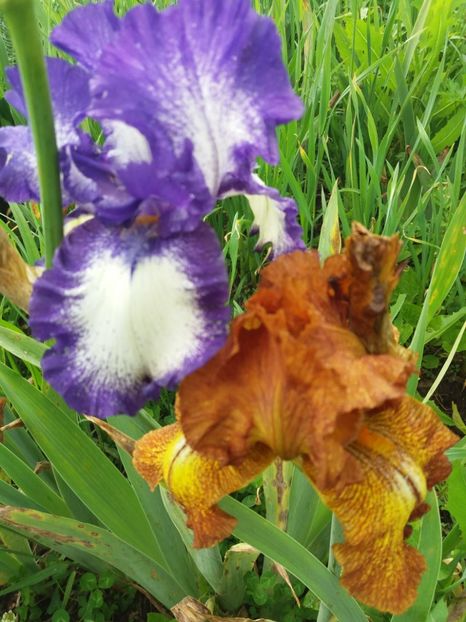  - Irisi infloriti in 2019