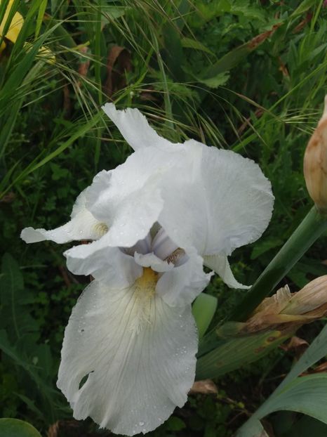  - Irisi infloriti in 2019