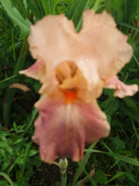  - Irisi infloriti in 2019