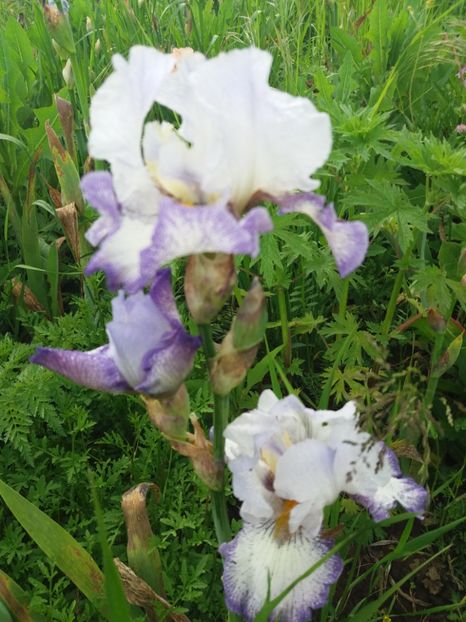  - Irisi infloriti in 2019