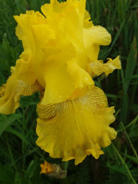  - Irisi infloriti in 2019