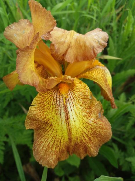  - Irisi infloriti in 2019