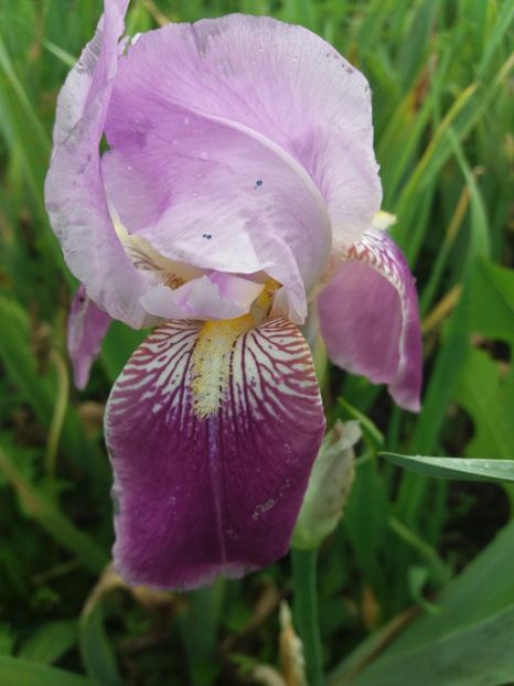  - Irisi infloriti in 2019