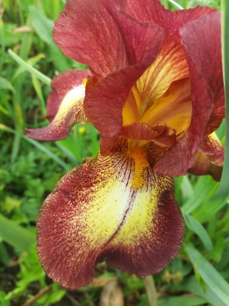  - Irisi infloriti in 2019