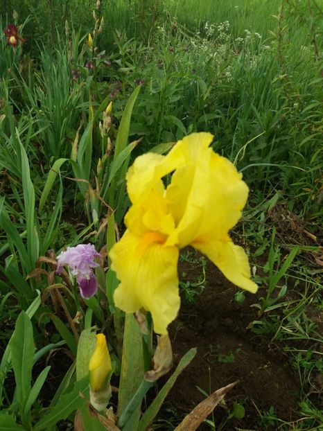  - Irisi infloriti in 2019