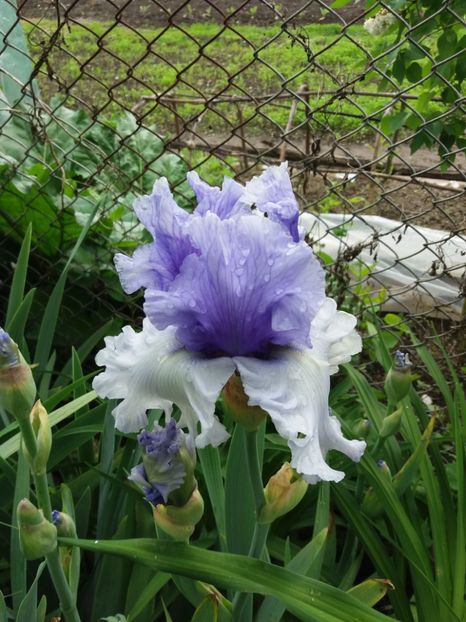  - Irisi infloriti in 2019