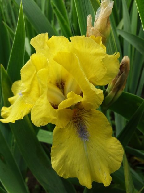  - Irisi infloriti in 2019