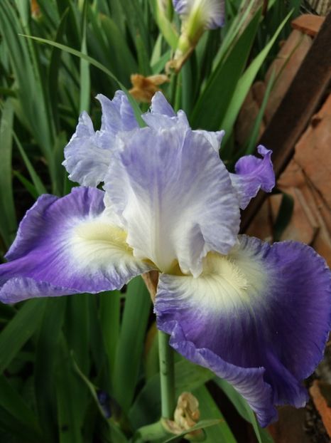  - Irisi infloriti in 2019