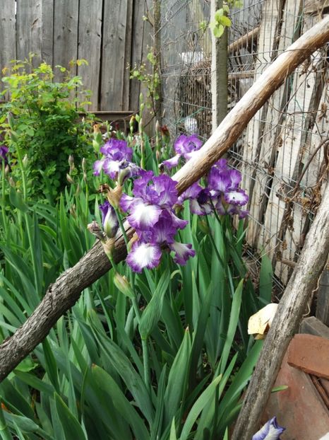  - Irisi infloriti in 2019