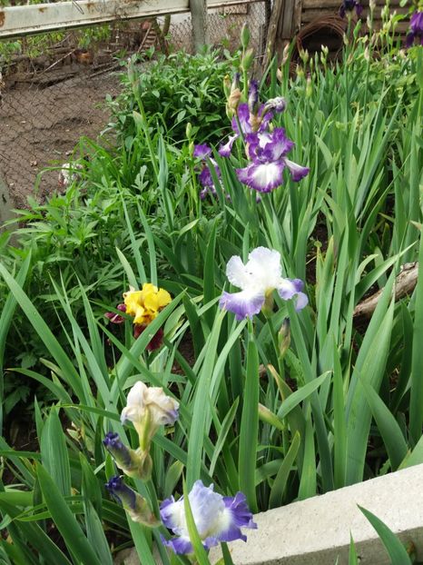  - Irisi infloriti in 2019