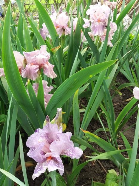  - Irisi infloriti in 2019