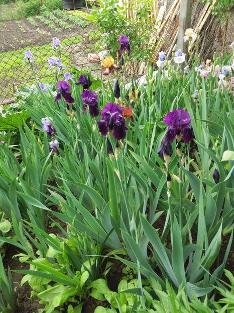  - Irisi infloriti in 2019