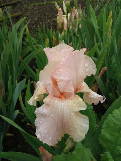  - Irisi infloriti in 2019