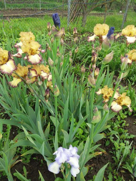  - Irisi infloriti in 2019