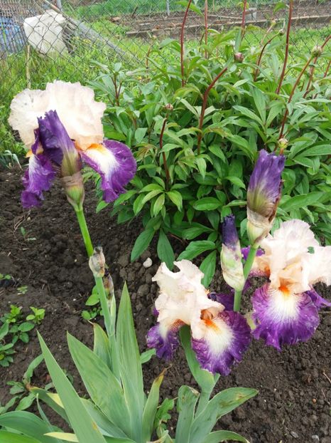  - Irisi infloriti in 2019