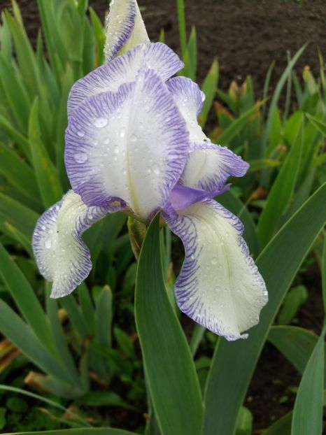  - Irisi infloriti in 2019