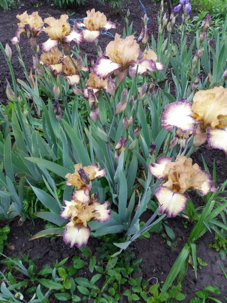  - Irisi infloriti in 2019