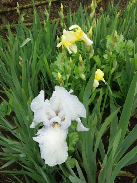  - Irisi infloriti in 2019