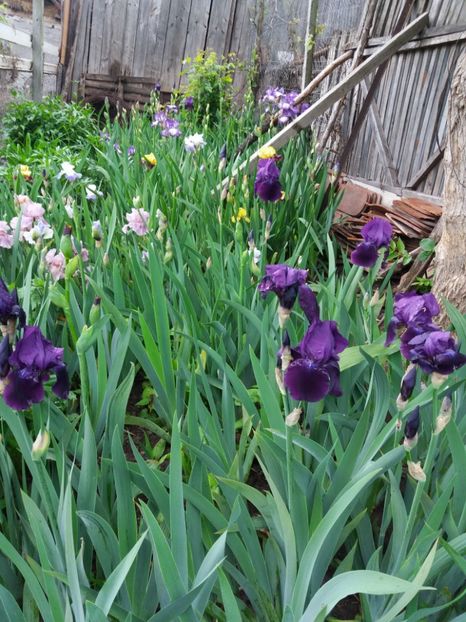  - Irisi infloriti in 2019