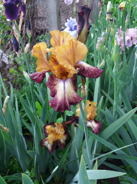  - Irisi infloriti in 2019