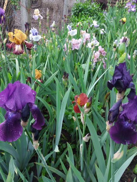  - Irisi infloriti in 2019