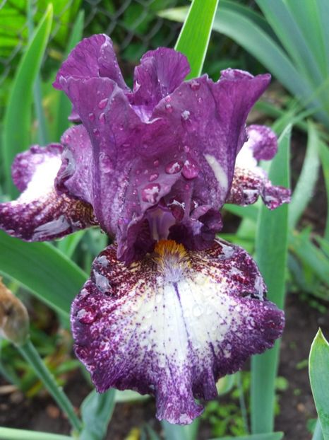  - Irisi infloriti in 2019