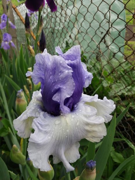  - Irisi infloriti in 2019