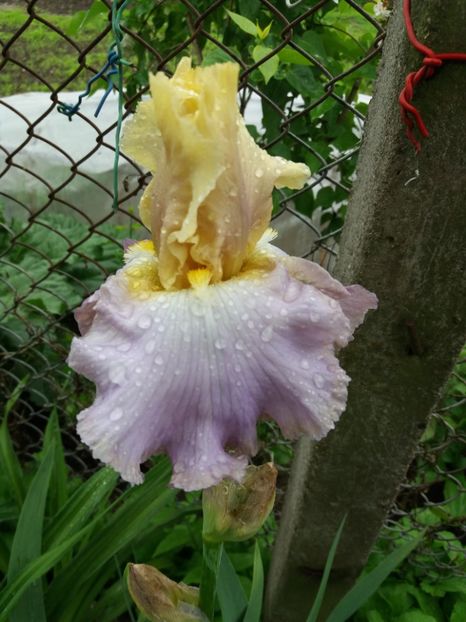  - Irisi infloriti in 2019