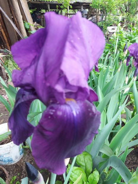  - Irisi infloriti in 2019