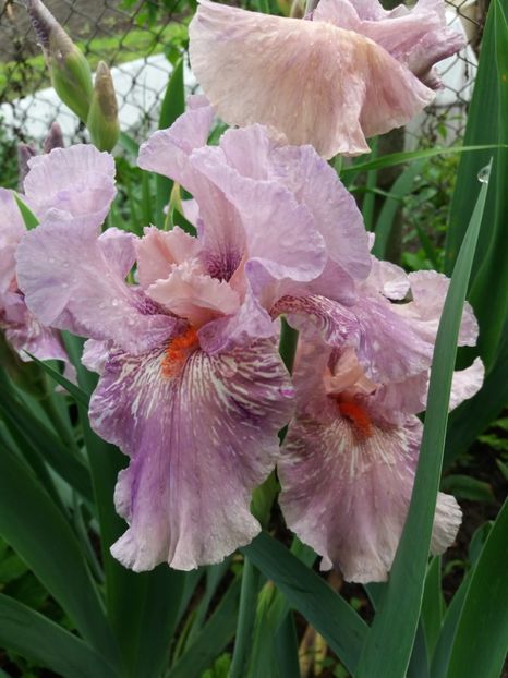  - Irisi infloriti in 2019