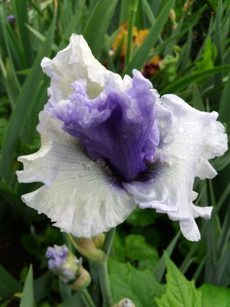  - Irisi infloriti in 2019