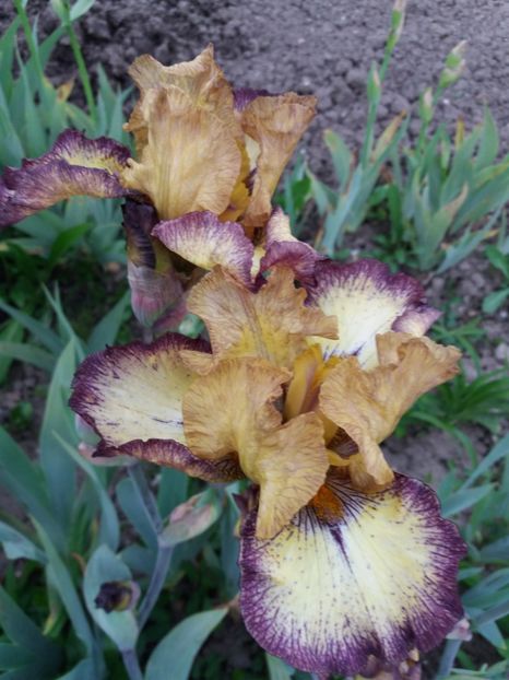  - Irisi infloriti in 2019