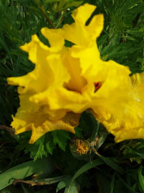  - Irisi infloriti in 2019