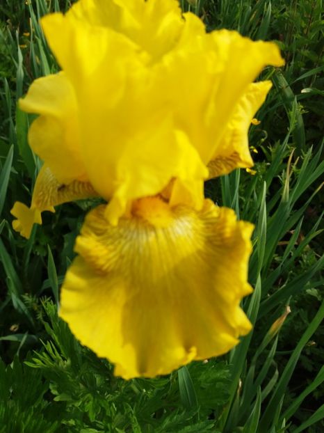  - Irisi infloriti in 2019