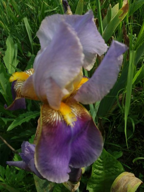  - Irisi infloriti in 2019